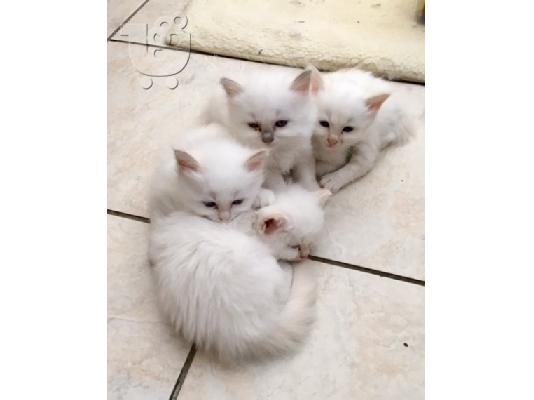PoulaTo: Birman Kittens